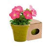 doniczka-do-kwiatow-5-8-nasion-petunii-i-ziemia-5