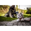 pluszowy-pies-husky-trooper-2