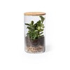 szklane-terrarium-nasiona-kaktusa-3