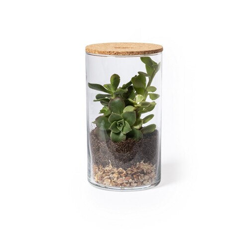 szklane-terrarium-nasiona-kaktusa