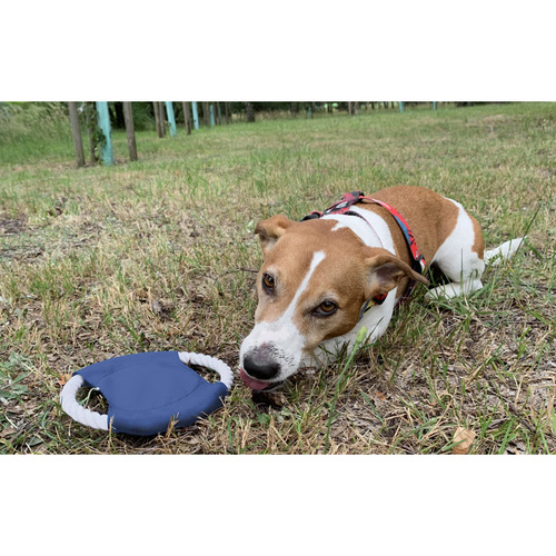 Frisbee dla psa RINGO